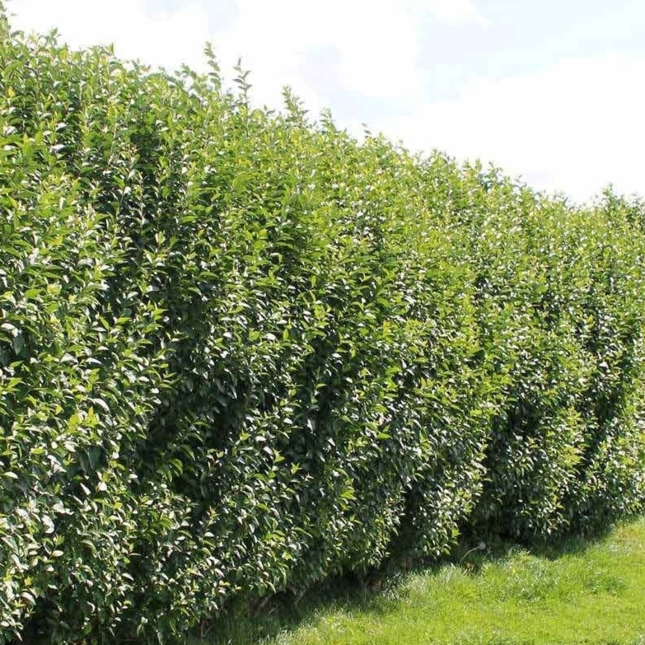Obrázok Vtáčí zob vajcolistý (Ligustrum Ovalifolium) - výška 30-50 cm, kont. C2L